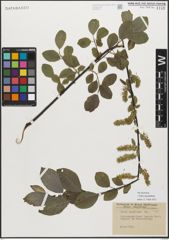 Foto von Salix myrsinifolia Salisb.